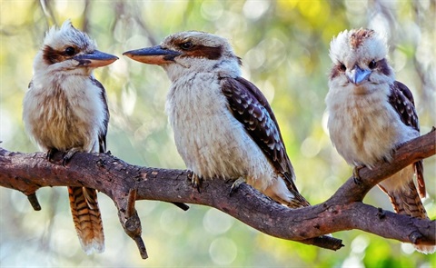 Birds-of-a-feather